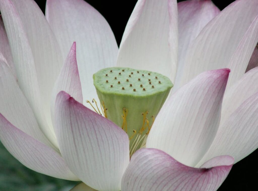 Decoradyard Garden Tips by Decoratoradvice