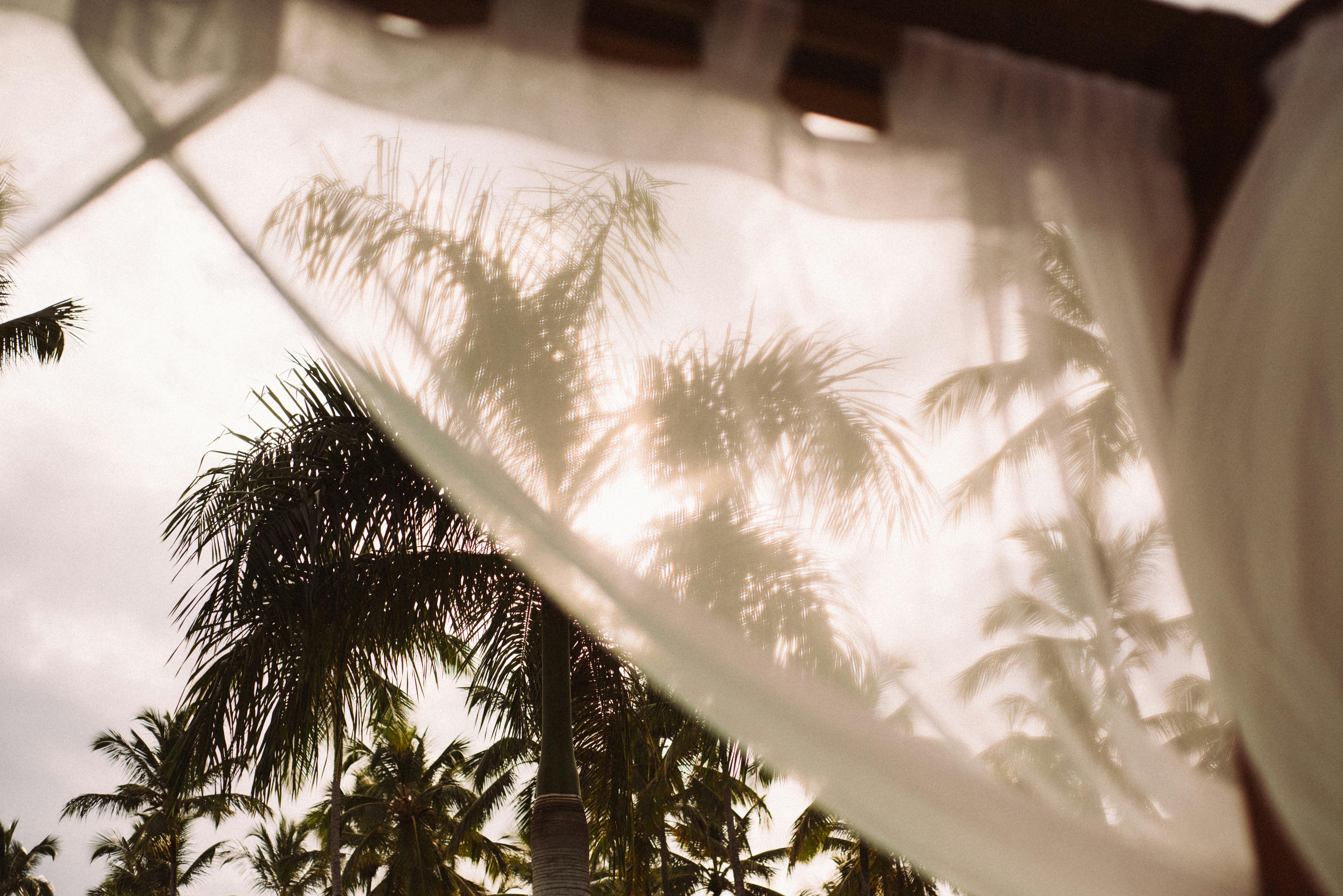 Palm trees seen through white curtains on a sunny day in a tropical setting.