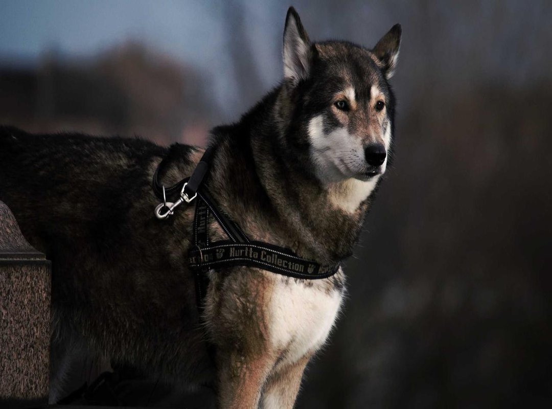 Engaging the Senses: The Power of Scent and Sound